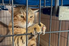 Добро в действии